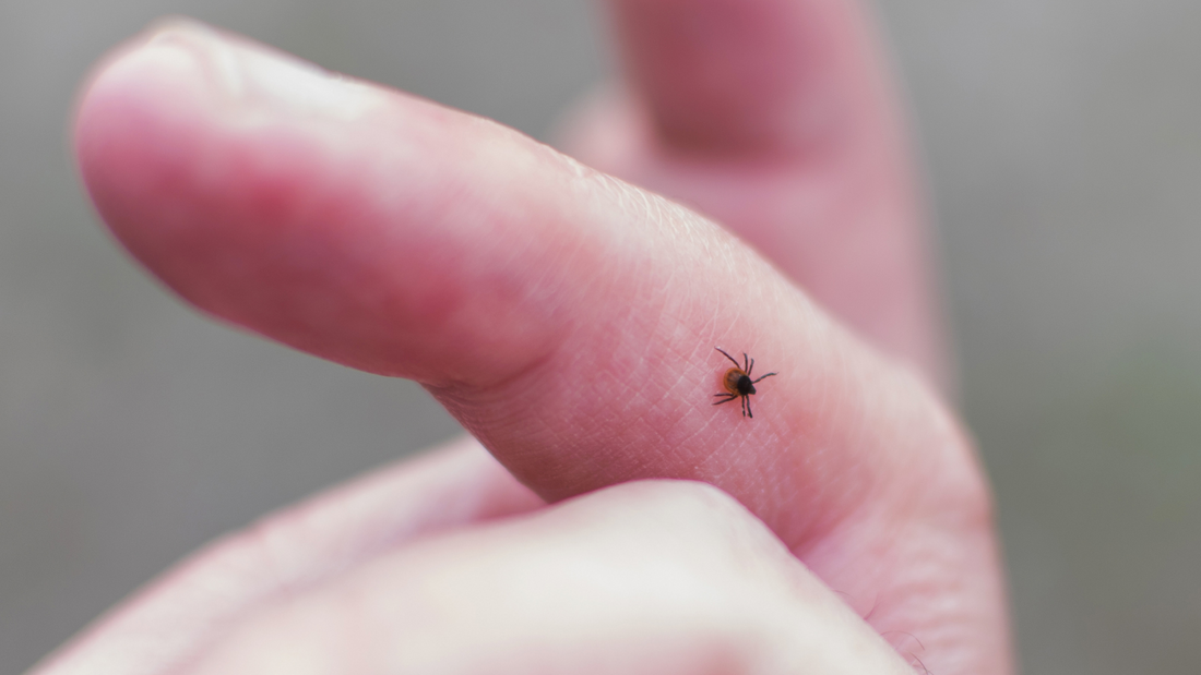 Tick on human skin — Lyme disease prevention