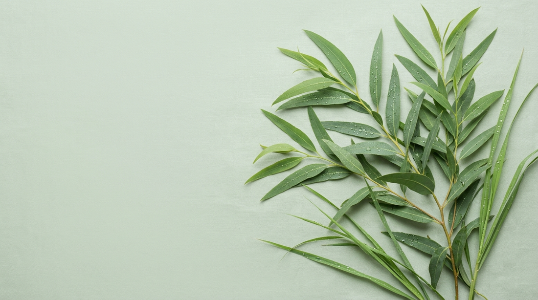 Fresh lemon eucalyptus leaves with water droplets on a sage-green surface — the plant-based active behind DEET-free insect repellent