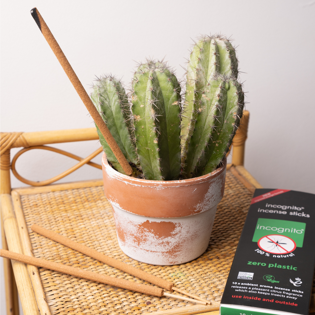 incognito Incense Sticks outdoor
