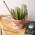 incognito Incense Sticks outdoor